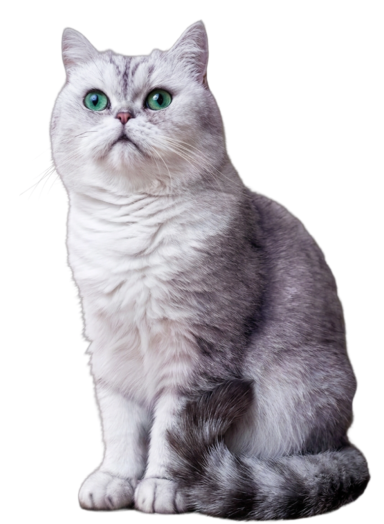 My cat
